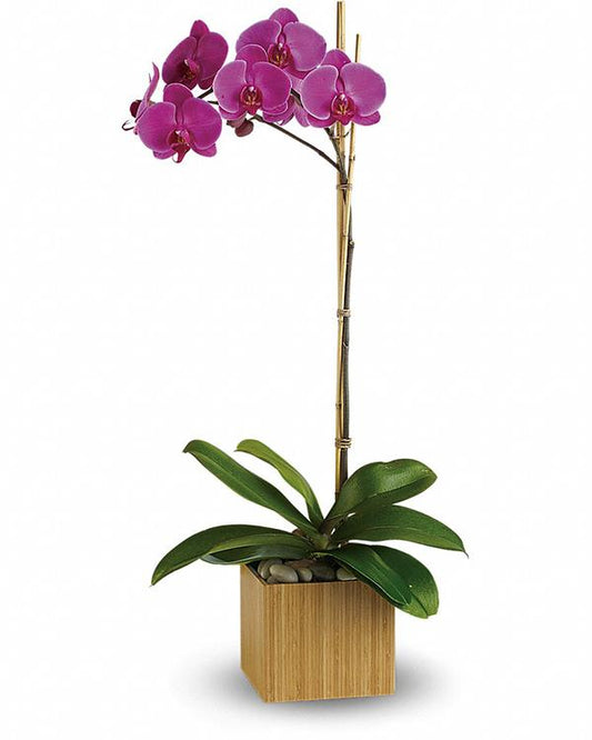 Beautiful Callas